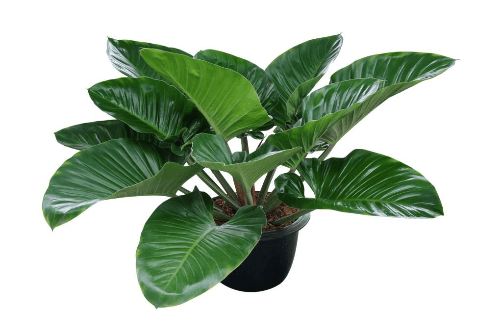 A full-grown Philodendron plant