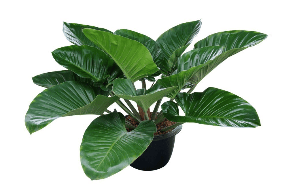 A full-grown Philodendron plant A full-grown Philodendron plant