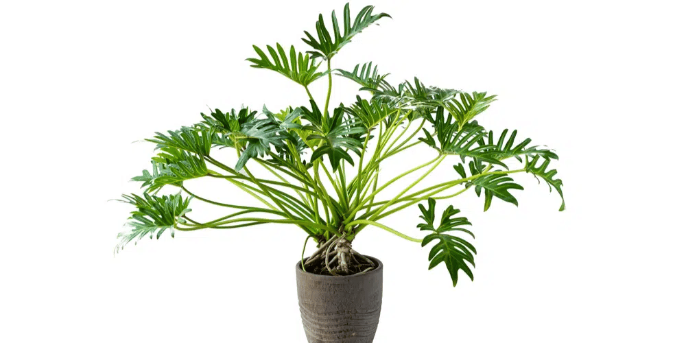 A full-grown Philodendron Xanadu in a pot