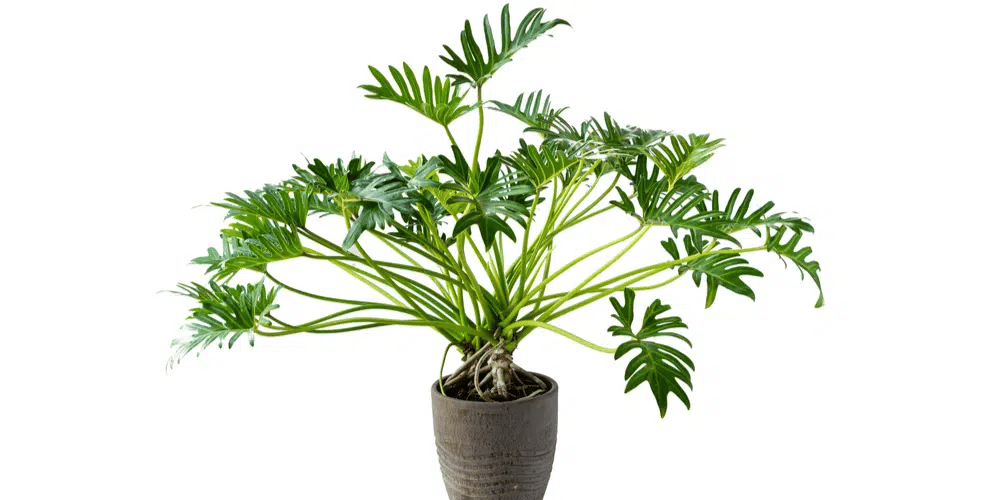 A full-grown Philodendron Xanadu in a pot A full-grown Philodendron Xanadu in a pot