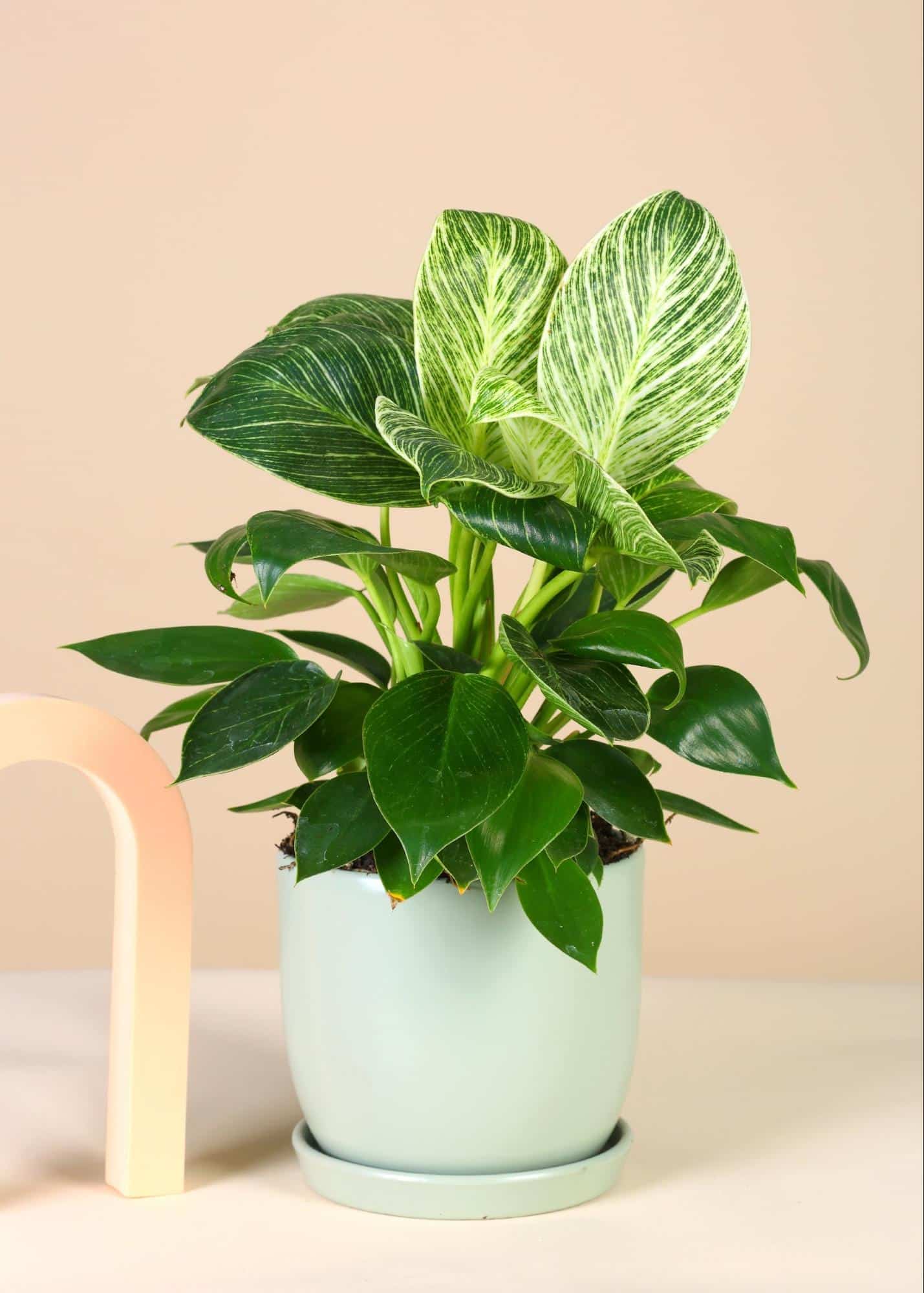 A full-size Philodendron Birkin Plant A full-size Philodendron Birkin Plant