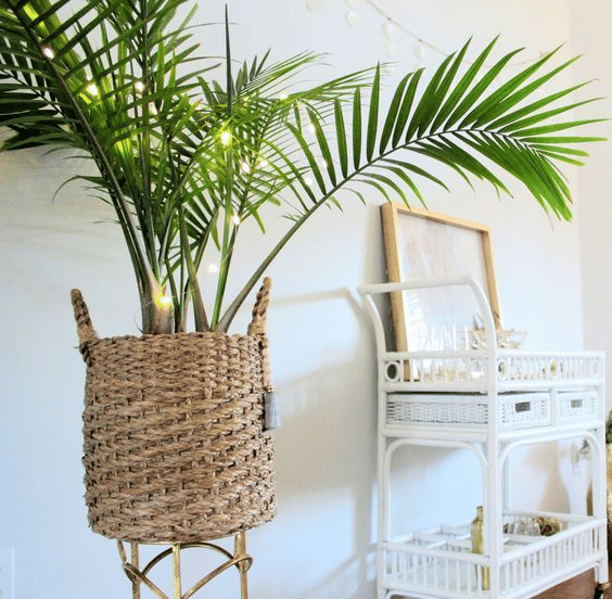 A Majesty Palm grown in a brown basket indoors