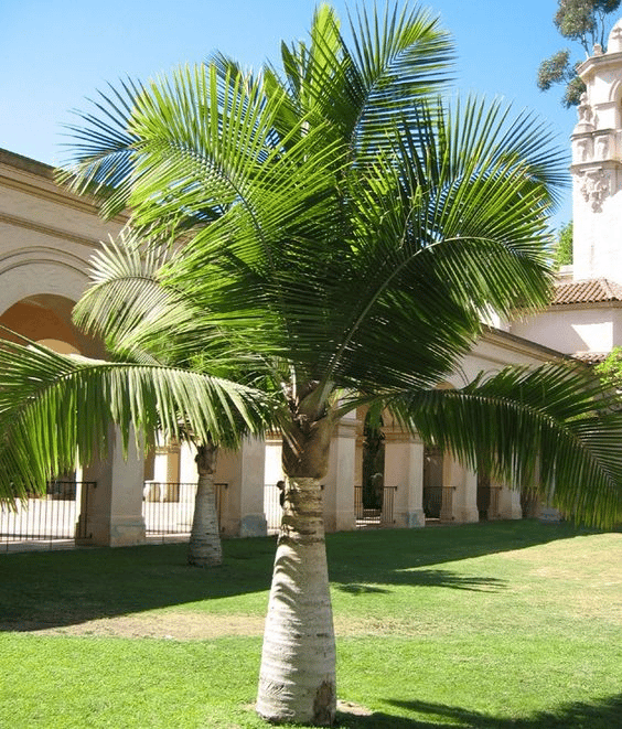 A tall Majesty Palm grown outdoors