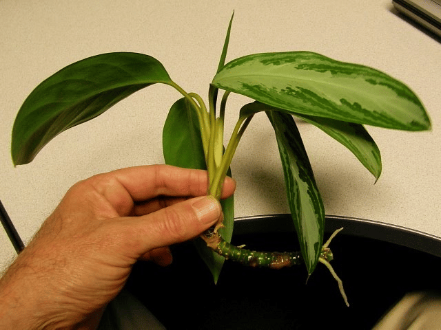 aglaonema pictum on hand aglaonema pictum on hand