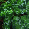 aglaonema pictum tricolor