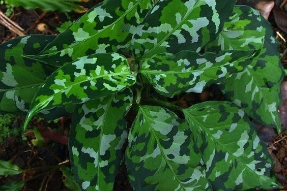 aglaonema pictum tricolor