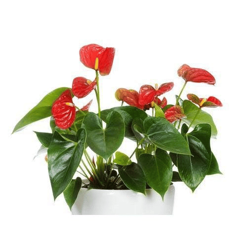 Anthurium andraeanum plant