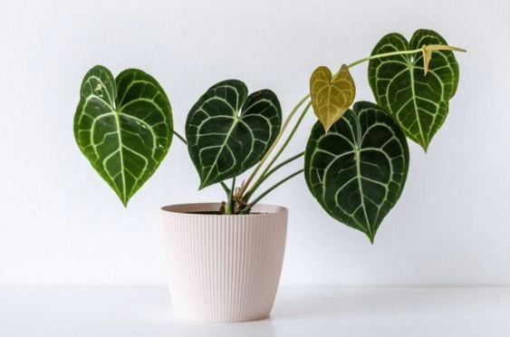 Anthurium Clarinervium Care Anthurium Clarinervium Care