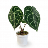 Anthurium clarinervium plant in a white pot