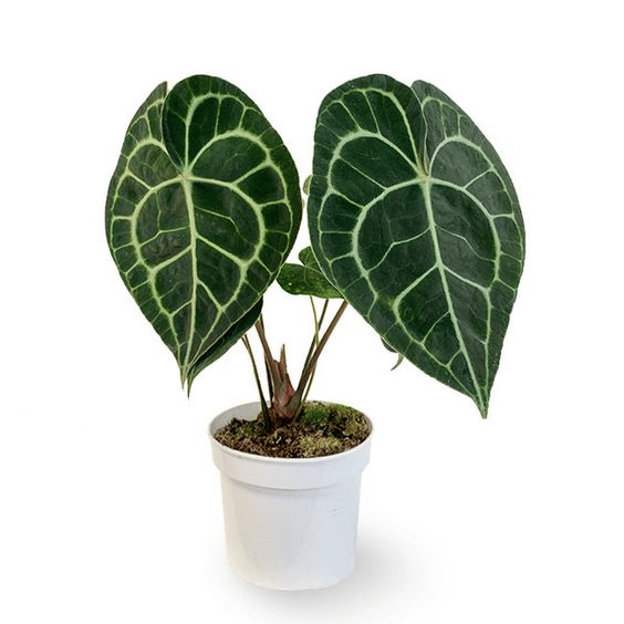 Anthurium clarinervium plant in a white pot Anthurium clarinervium plant in a white pot