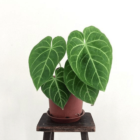 Anthurium magnificum plant