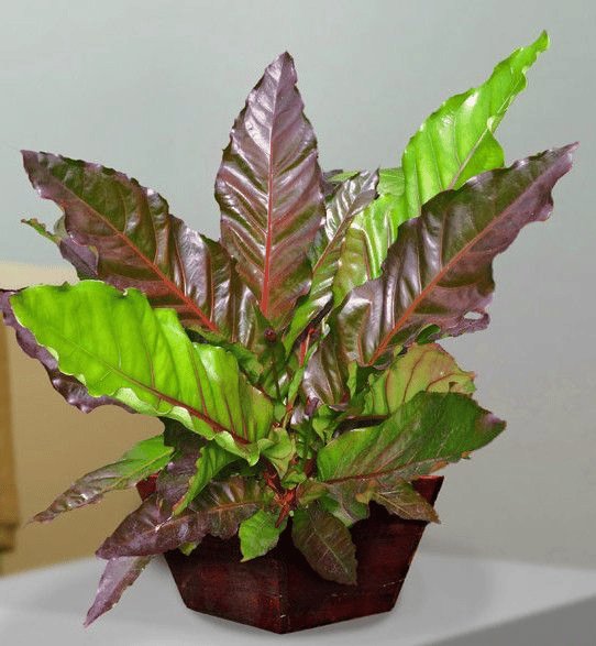 Anthurium pachyneurium plant