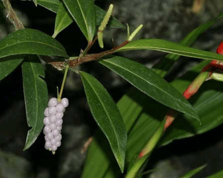 Anthurium scandens plant