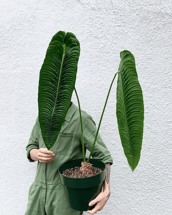 Anthurium veitchii plant