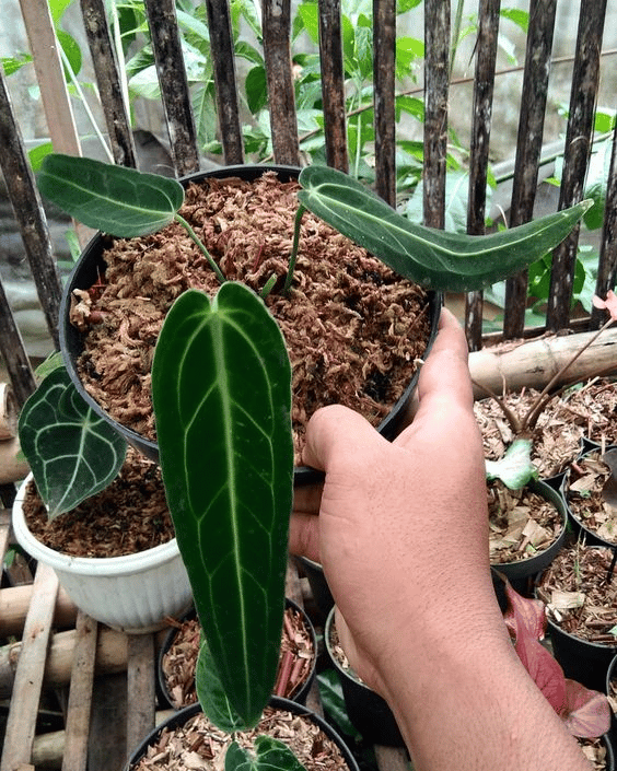 Anthurium warocqueanum plant