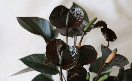 Anthurium watermaliense plant