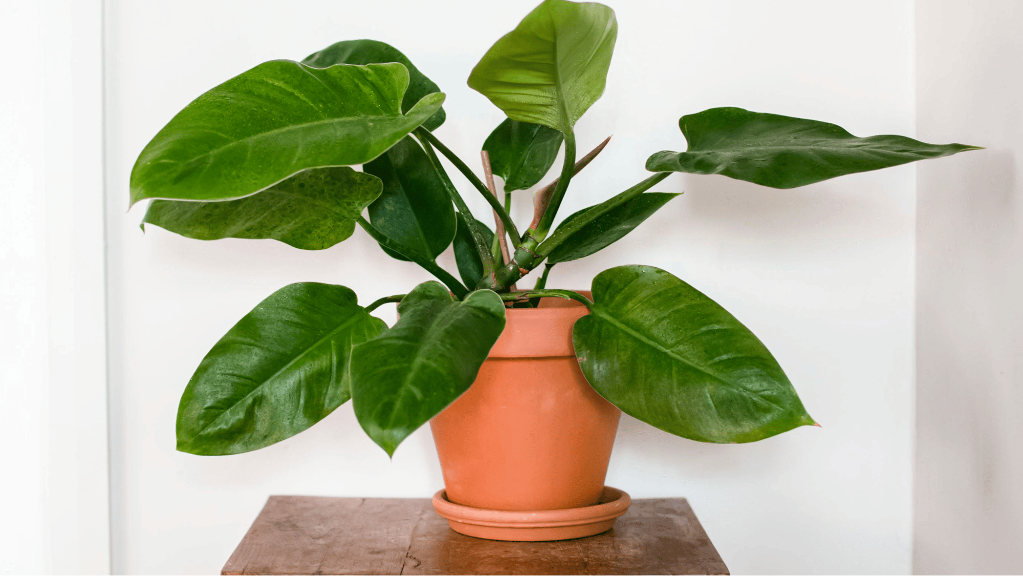Blushing Philodendron (Philodendron Erubescens)
