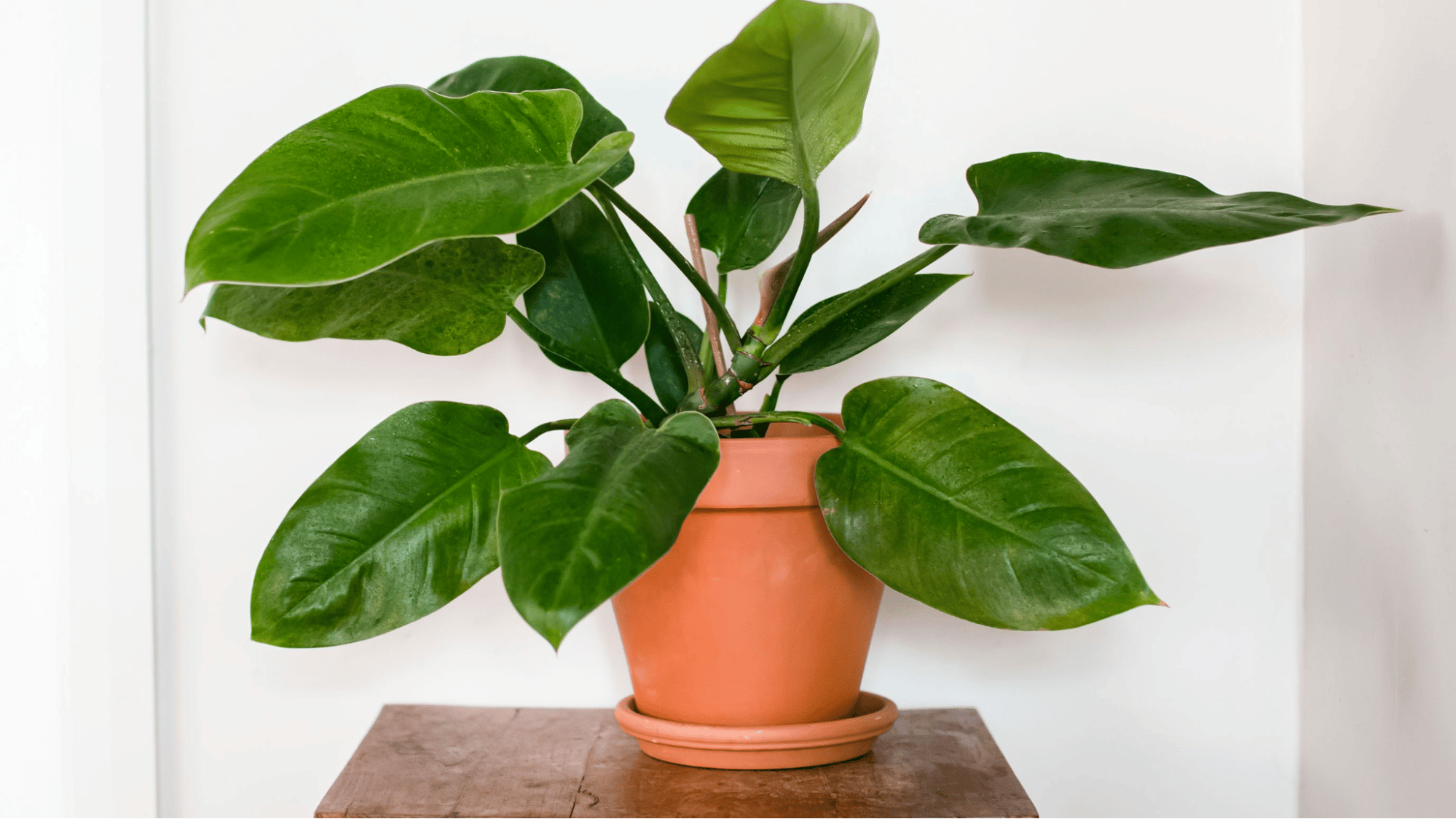 Blushing Philodendron (Philodendron Erubescens) Blushing Philodendron (Philodendron Erubescens)