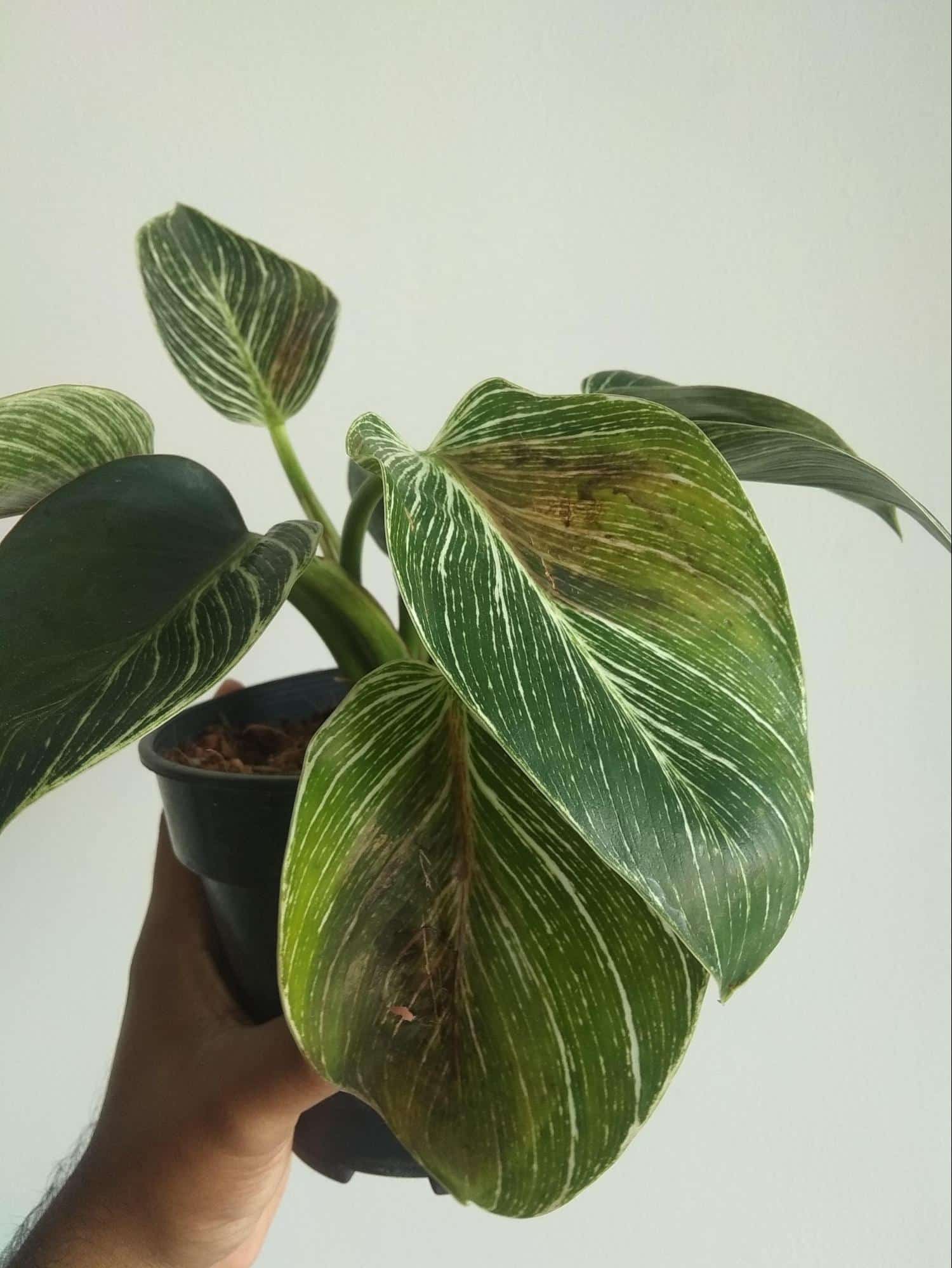 Brown coloration on Philodendron Birkin leaves Brown coloration on Philodendron Birkin leaves
