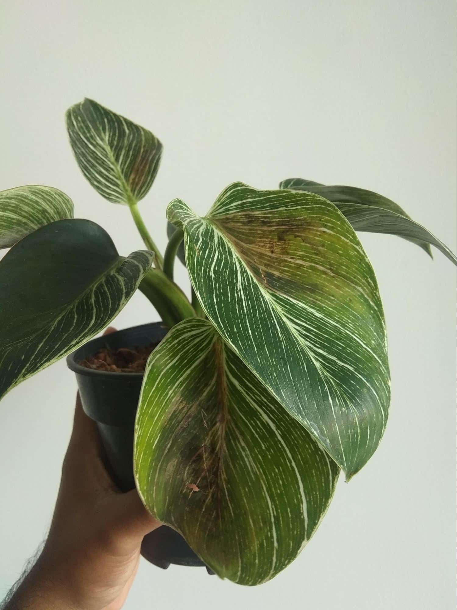 Brown coloration on Philodendron Birkin leaves