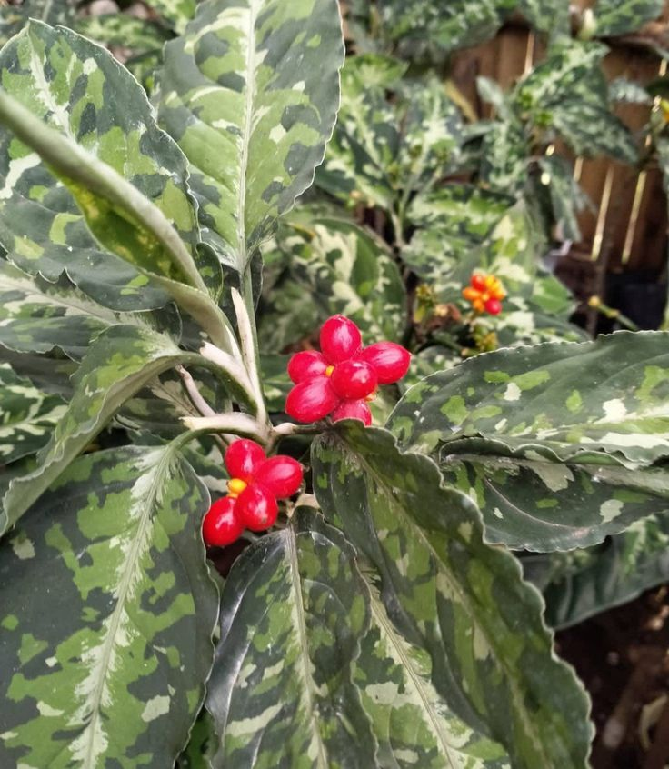 chinese evergreen tricolor fruit chinese evergreen tricolor fruit