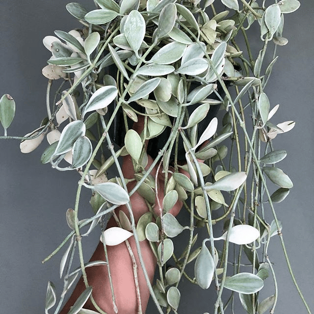 Dischidia oiantha Dischidia oiantha