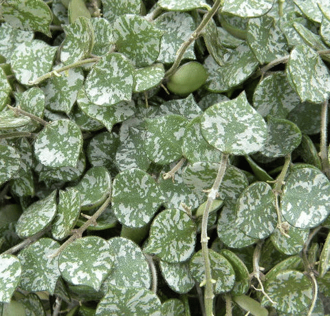 dischidia plant dischidia plant