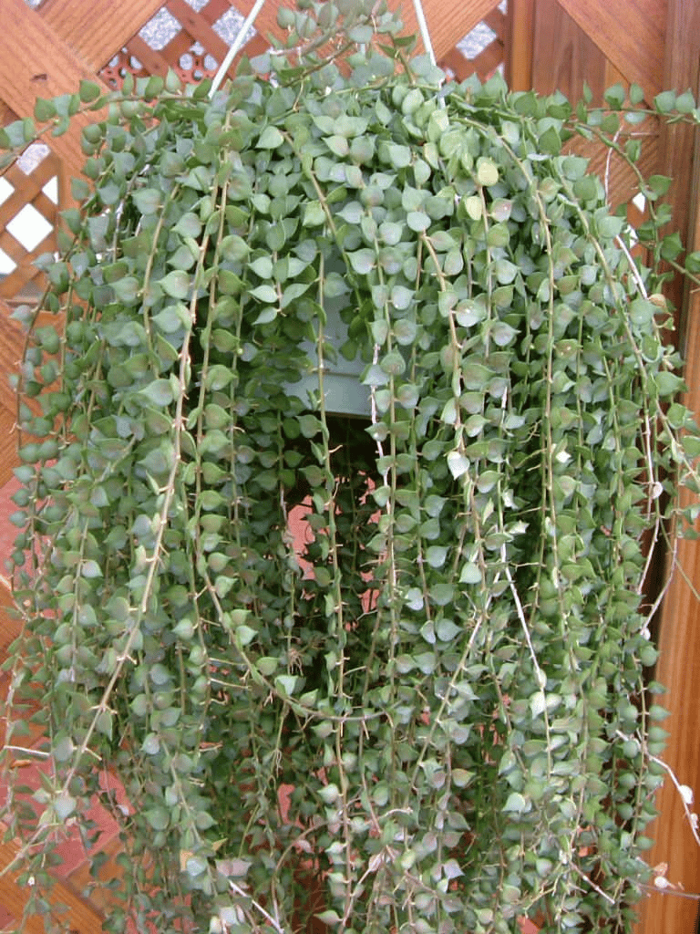 Dischidia ruscifolia Dischidia ruscifolia