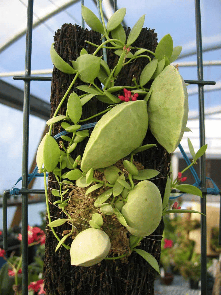 Dischidia vidalii Dischidia vidalii