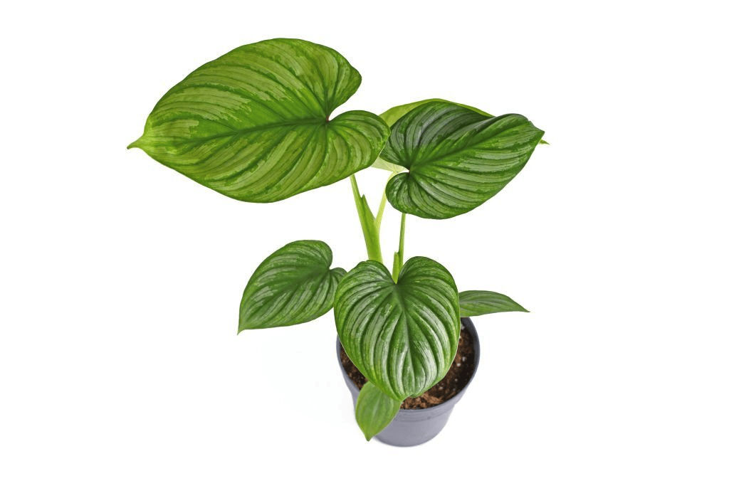 Example of a full-grown Philodendron mamei Example of a full-grown Philodendron mamei