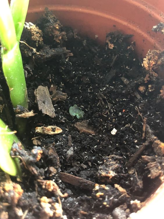 fungus gnats hoya wayetii fungus gnats hoya wayetii