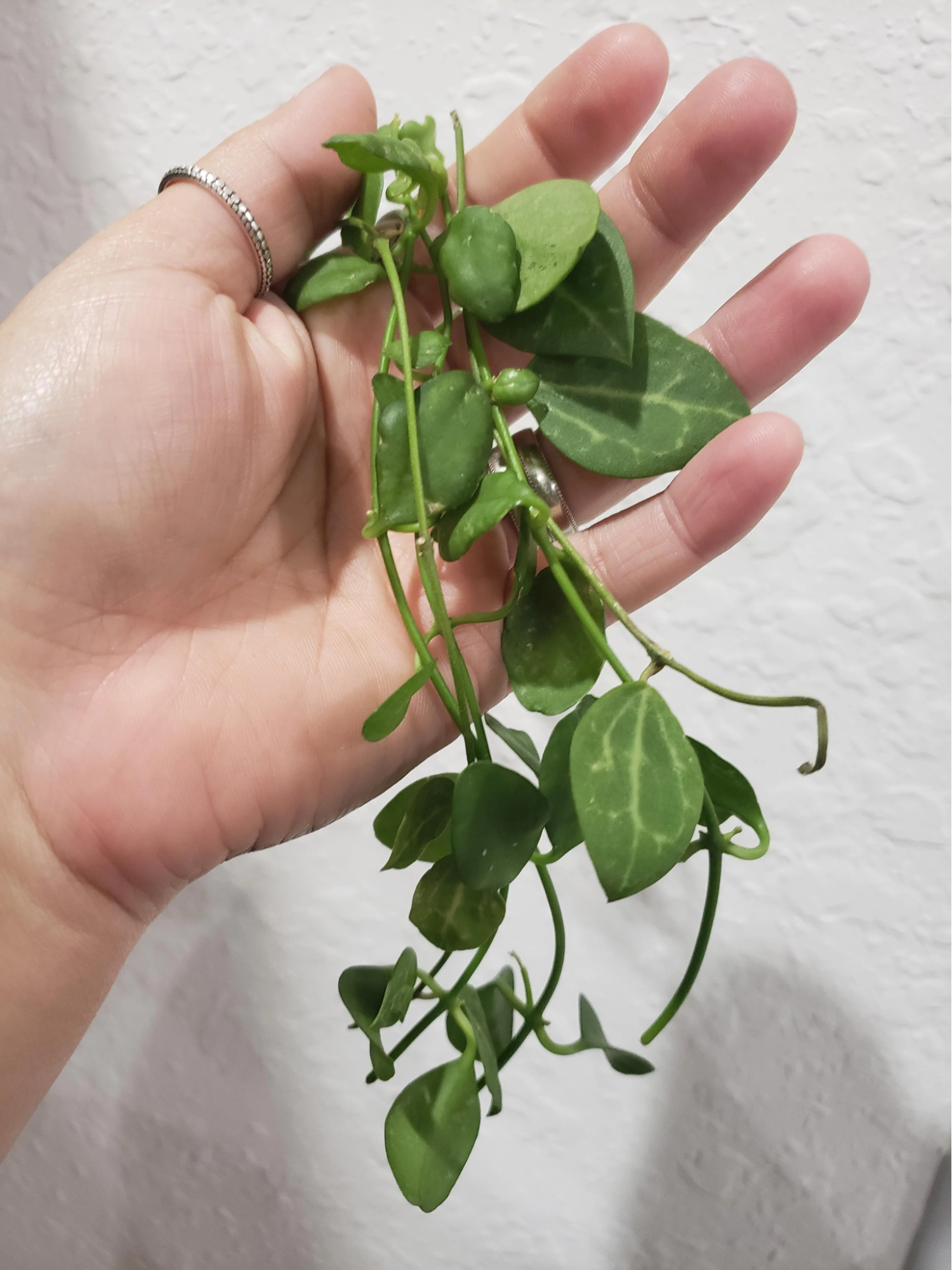Hand holding a plant Hand holding a plant