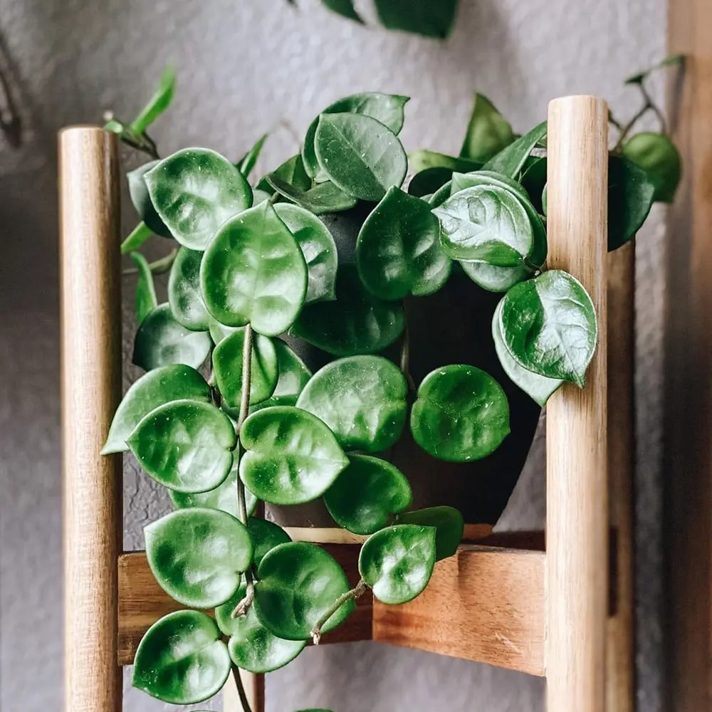 hoya Chelsea leaves hoya Chelsea leaves