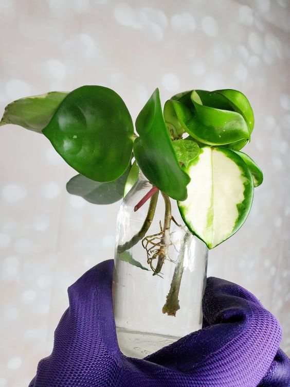 hoya propagation in water