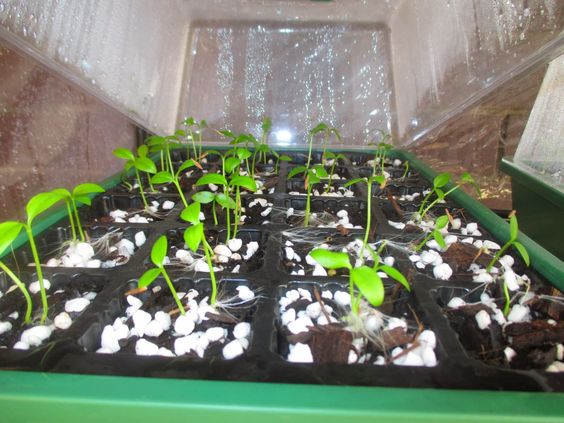 hoya seed propagation