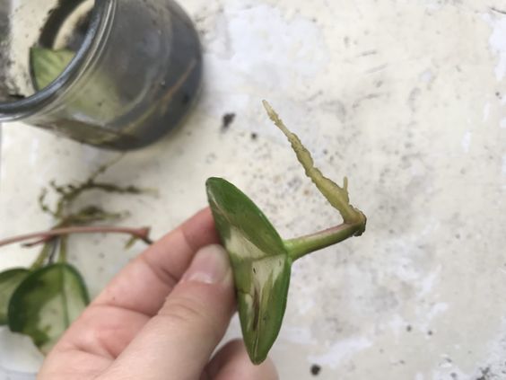 hoya leaf propagation hoya leaf propagation