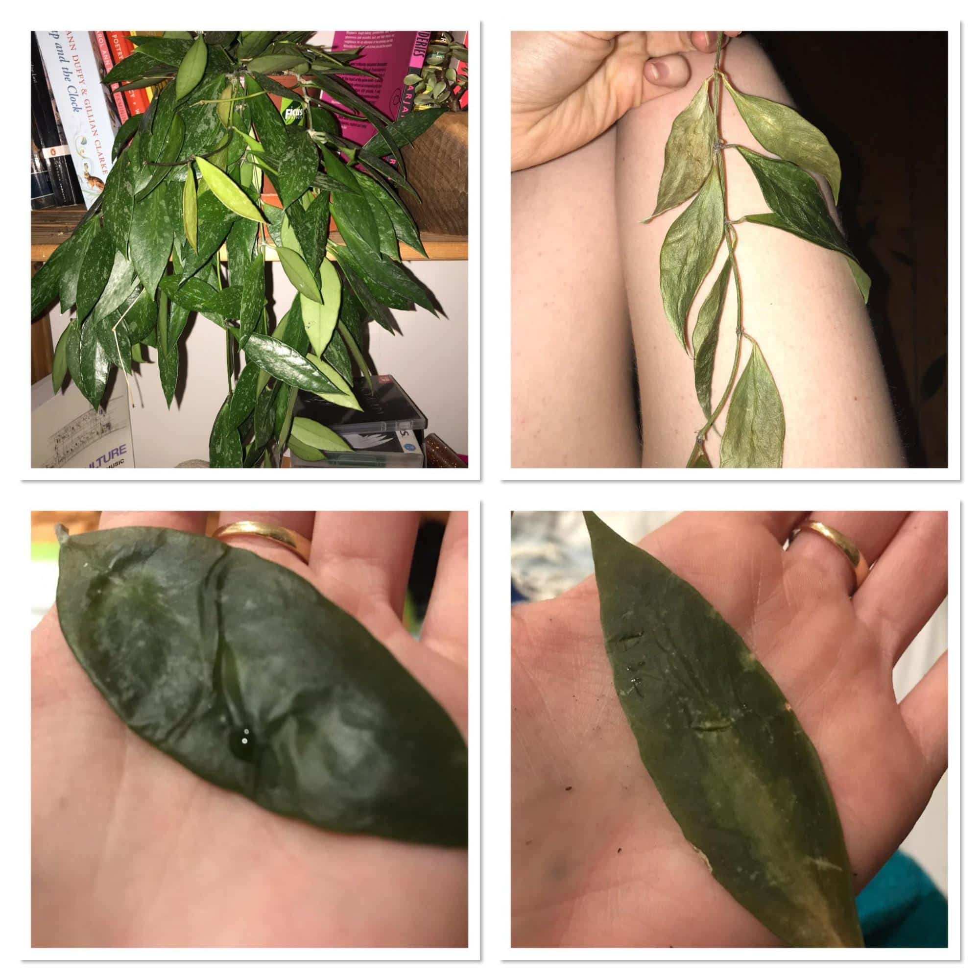 hoya underwatering hoya underwatering