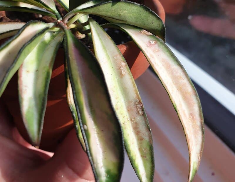 hoya wayetii dying hoya wayetii dying