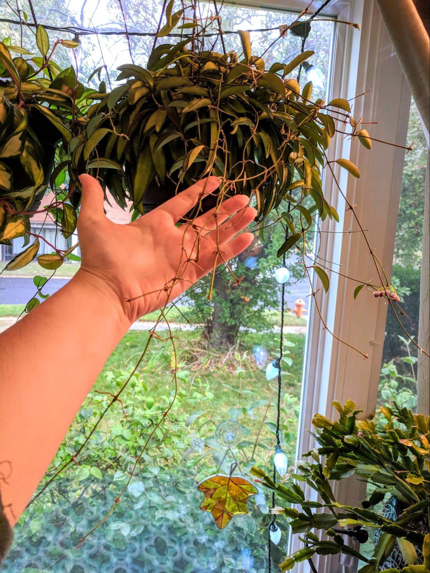 hoya wayetii falling leaves hoya wayetii falling leaves