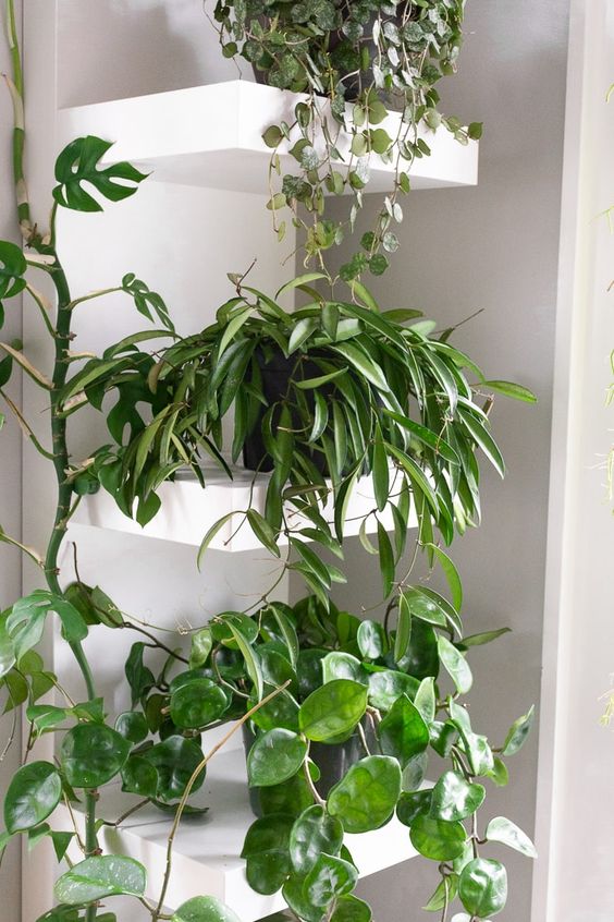 hoya wayetii humidity hoya wayetii humidity