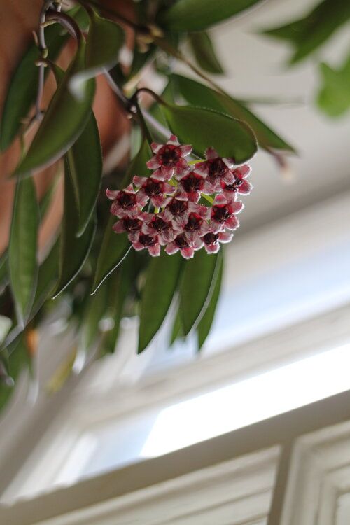 hoya wayetii sunlight