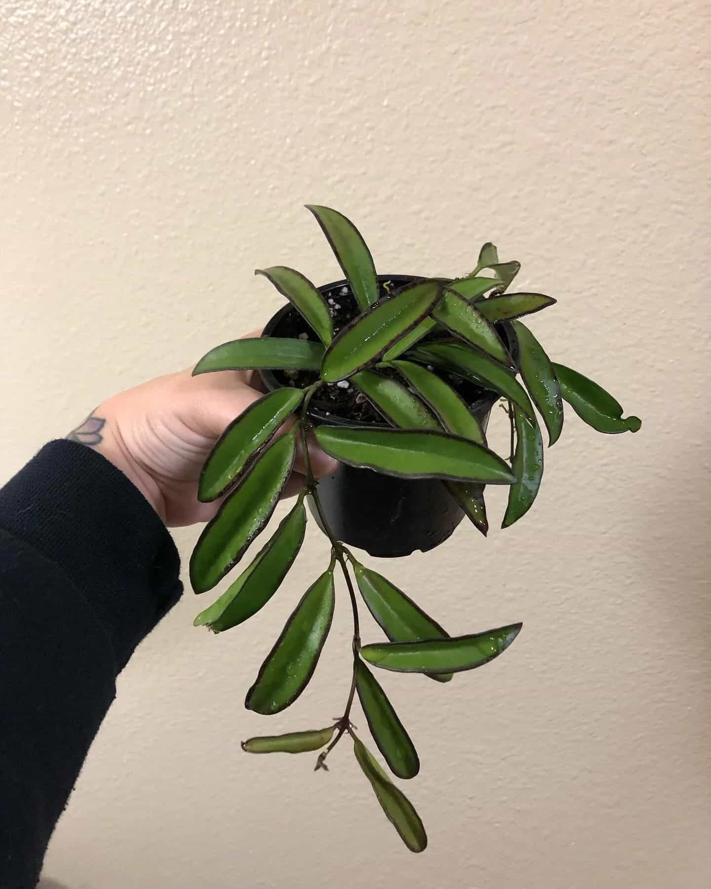 hoya wayetii water hoya wayetii water