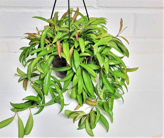 hoya wayetii hoya wayetii