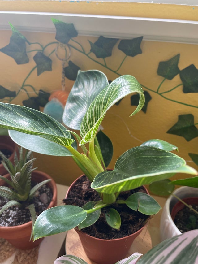 Image showing curling Philodendron leaves Image showing curling Philodendron leaves