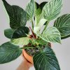 Image showing how to care for a Philodendron Birkin plant