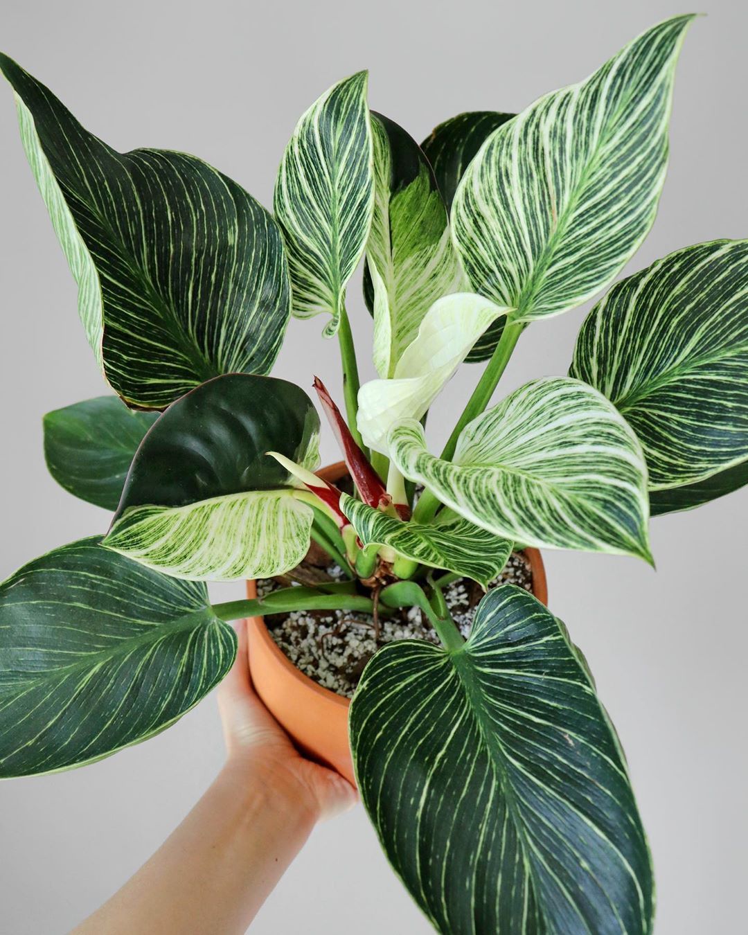 Image showing how to care for a Philodendron Birkin plant