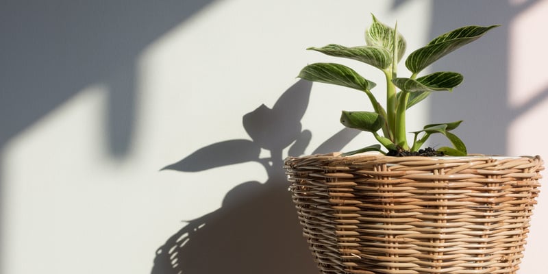 Image showing medium sunlight penetration on a Philodendron Birkin Plant Image showing medium sunlight penetration on a Philodendron Birkin Plant