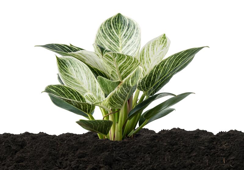 image showing soil requirement for Philodendron Birkin plant growth image showing soil requirement for Philodendron Birkin plant growth