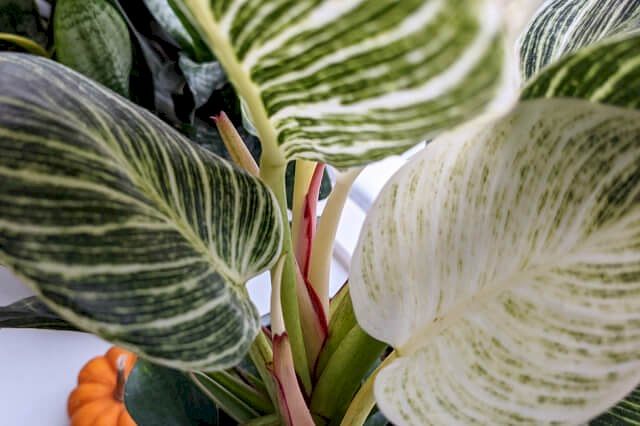 Image showing white Philodendron Birkin leaves Image showing white Philodendron Birkin leaves