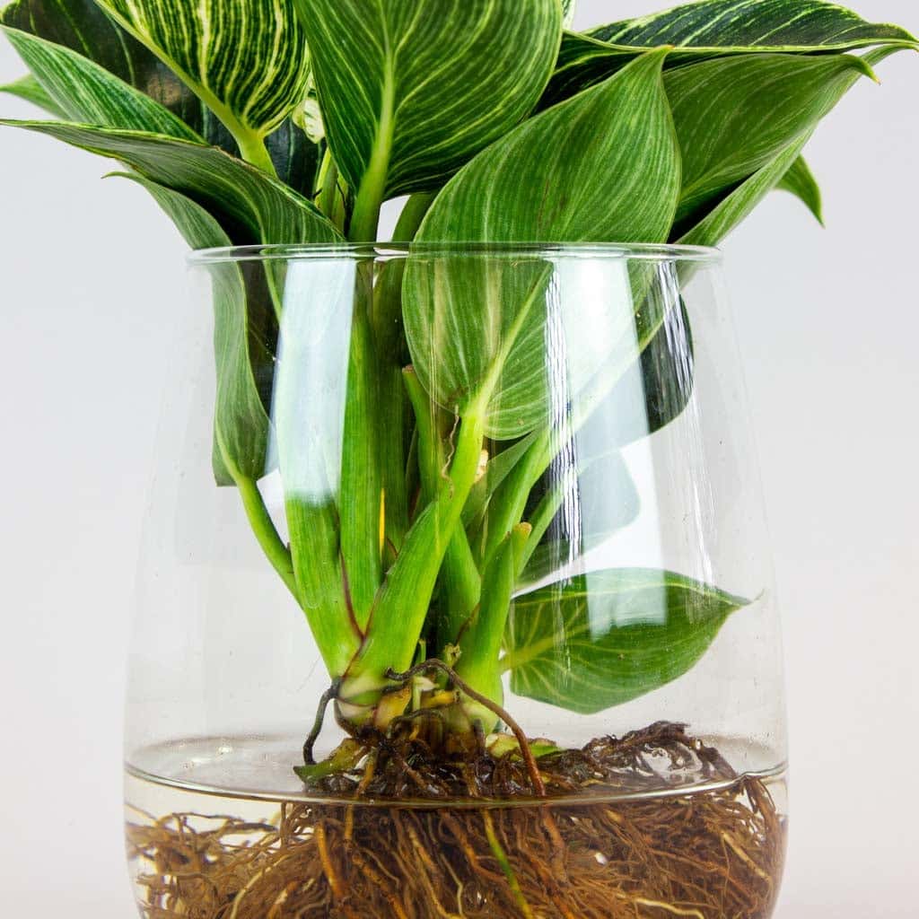 Image revealing water requirement for Birkin plant growth